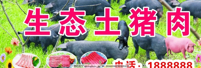 猪肉招牌设计
