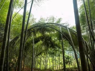 如何打造竹林景观设计