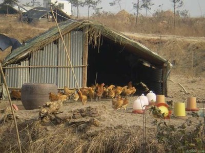 农村家庭鸡舍设计图
