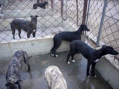 小型狗场犬舍设计图