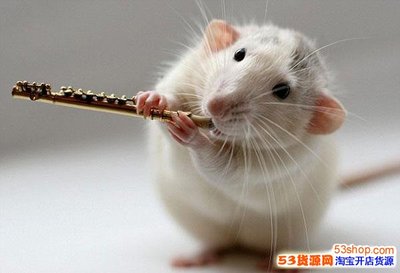 卖鹅的广告词