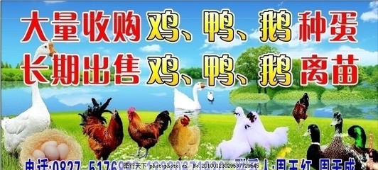 卖鹅的广告词