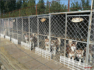 家庭狗场犬舍设计图