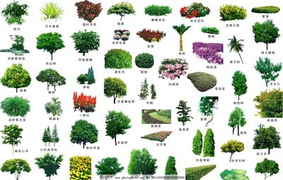 为什么做植物的景观设计