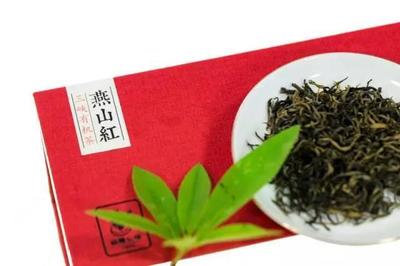 红茶产品设计怎么写简历