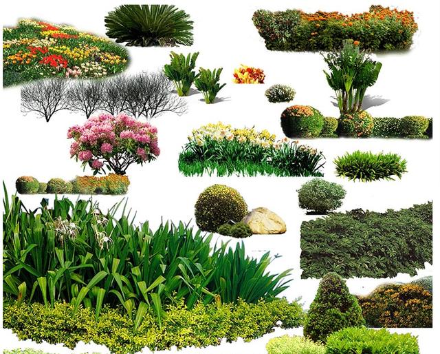 园林设计常用哪些植物类型