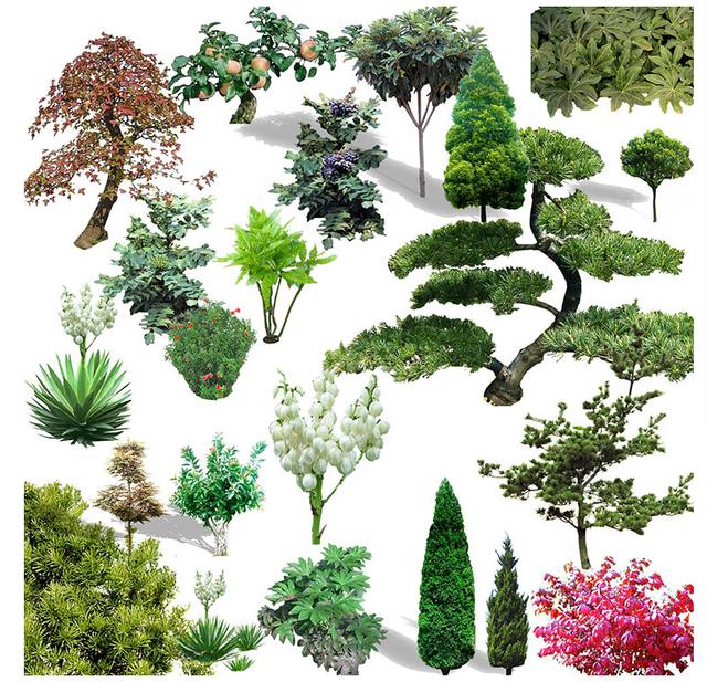 园林设计常用哪些植物类型