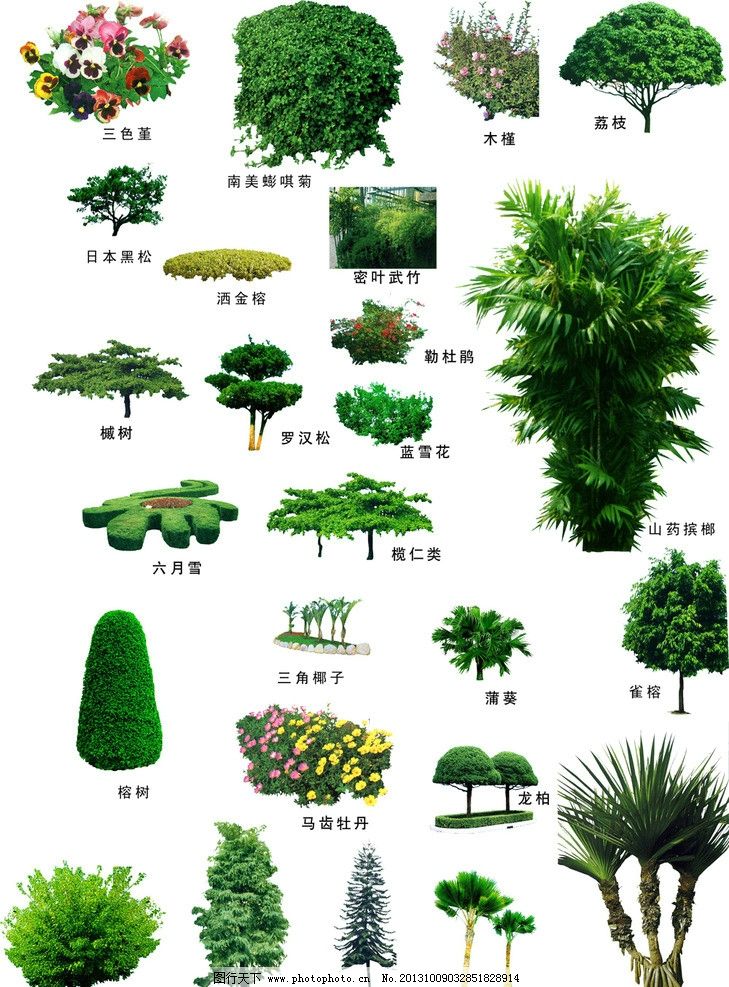 园林设计常用哪些植物类型