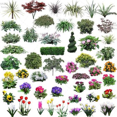 园林设计常用哪些植物类型