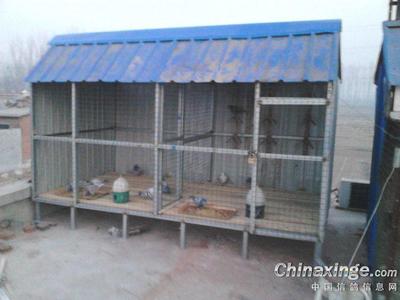 鸽棚设计大全图纸