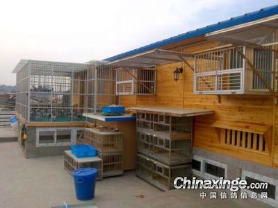 鸽棚设计大全图纸