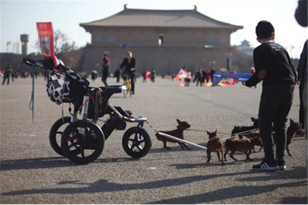 狗拉车的设计图