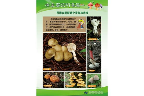 野生菌广告语